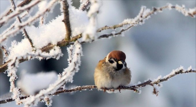 Битва тепла и мороза, мокрый снег и гололед: какую погоду в Украину принесет антициклон в ноябре - прогноз