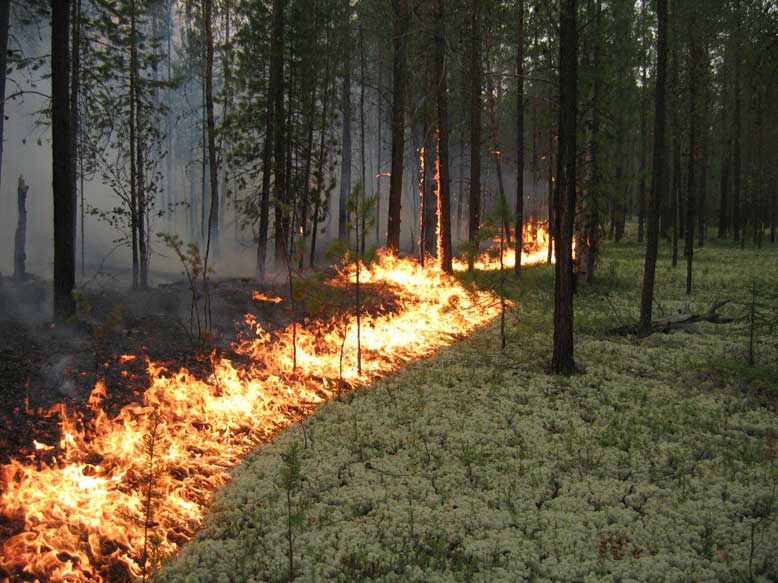 ГосЧС: В Хмельницкой области ликвидировали лесной пожар  