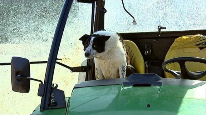 В Шотландии собака на тракторе устроила аварию