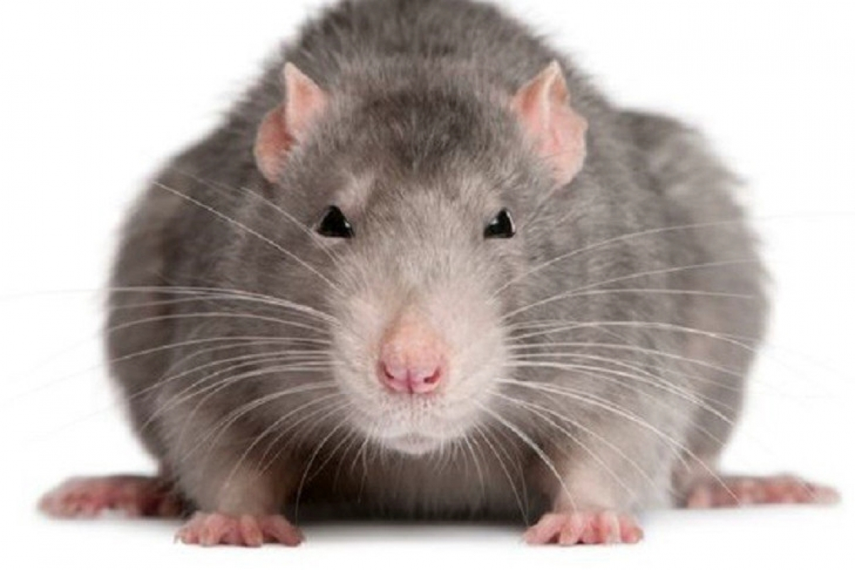 ​Крыса карандашом обезвредила ловушку, перехитрив человека - видео впечатлило Интернет