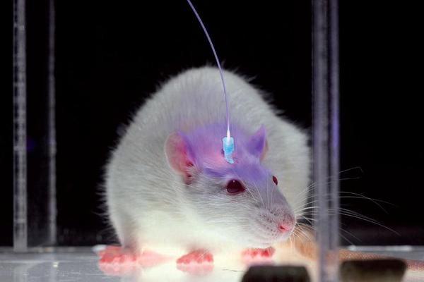 У пары мышей мужского пола удалось вывести потомство: феноменальные результаты ученых
