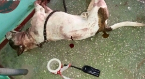 Жуткое нападение собаки на хозяйку: бойцовский пес отгрыз женщине руку 