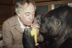 Как человек: в США скончалась горилла Коко, которая знала язык людей
