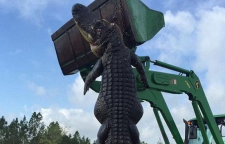 Фермер из США застрелил крокодила-монстра 