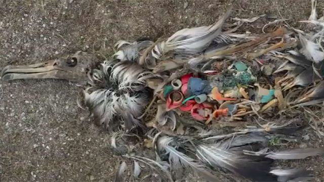 Желудки почти всех морских птиц набиты пластиком