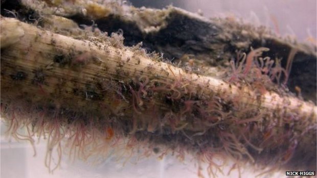 У побережья Калифорнии черви-зомби уничтожили кости ископаемых морских рептилий