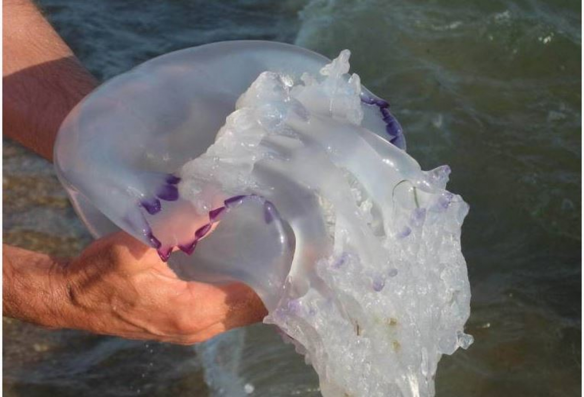 Нашествие медуз в Азовском море: отдыхающие нашли "полезное" применение морскому созданию
