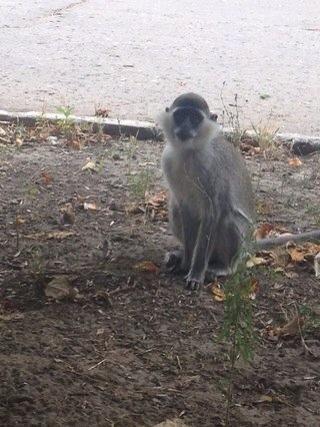 По Луганску бегают обезьяны и другие дикие животные 