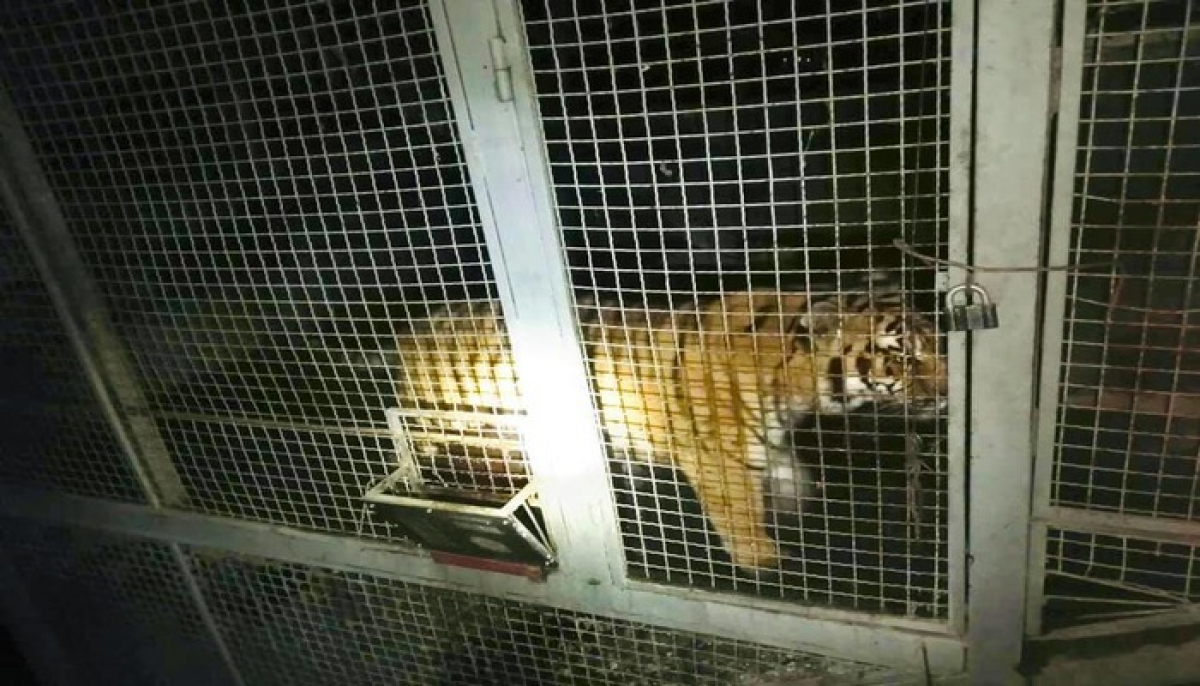 Полиция Киева обнаружила 6 тигров на заброшенной фабрике: хозяин животных известный в Украине человек