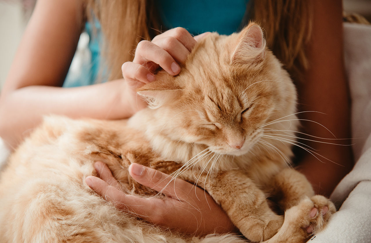 Почему коты мурчат, как трактор: несколько опасных причин