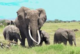 Британские СМИ утверждают, что через 20 лет могут исчезнуть слоны и носороги