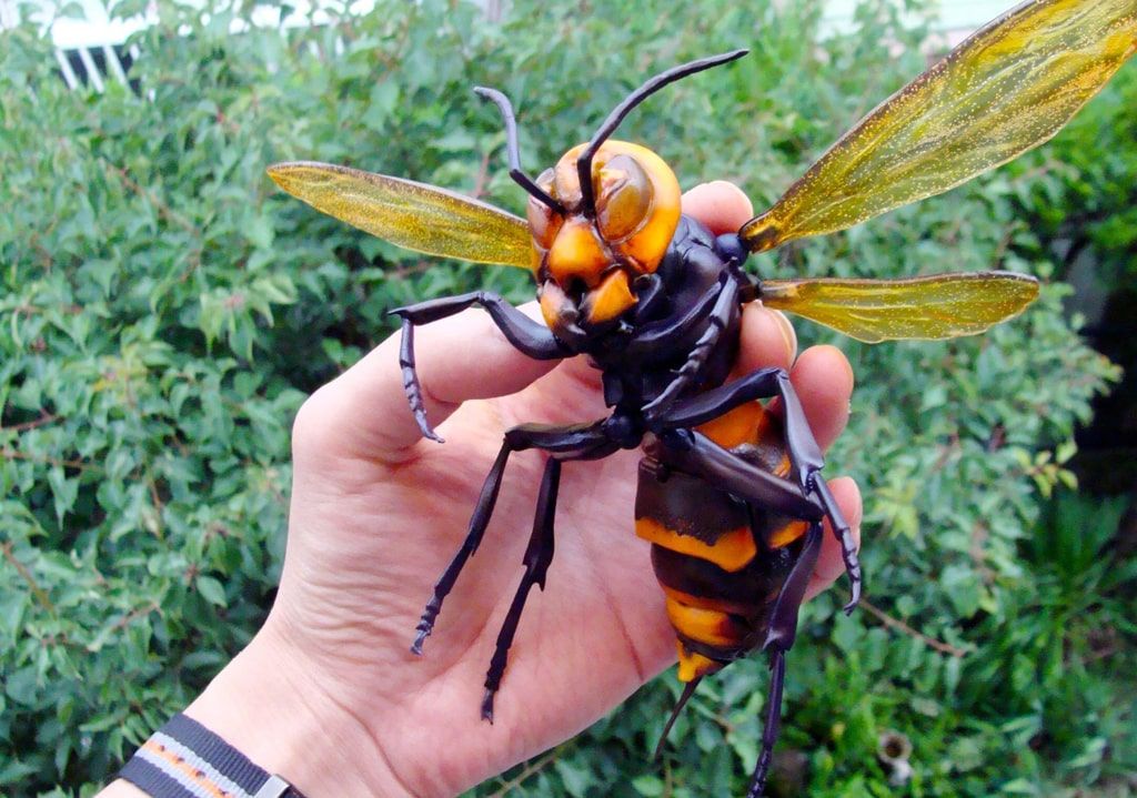 Украинцев стали кусать опасные насекомые: что делать при укусе, и как себе помочь