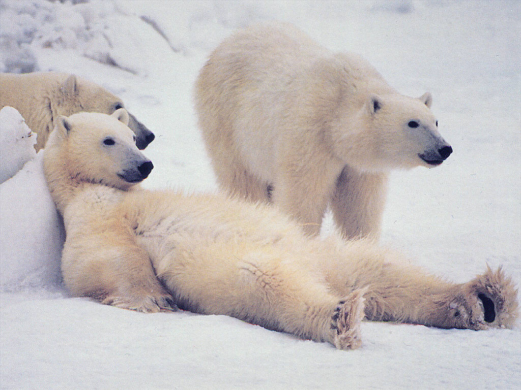 Россия беспричинно не пускает на свои земли норвежских учёных: Популяция белых медведей под угрозой