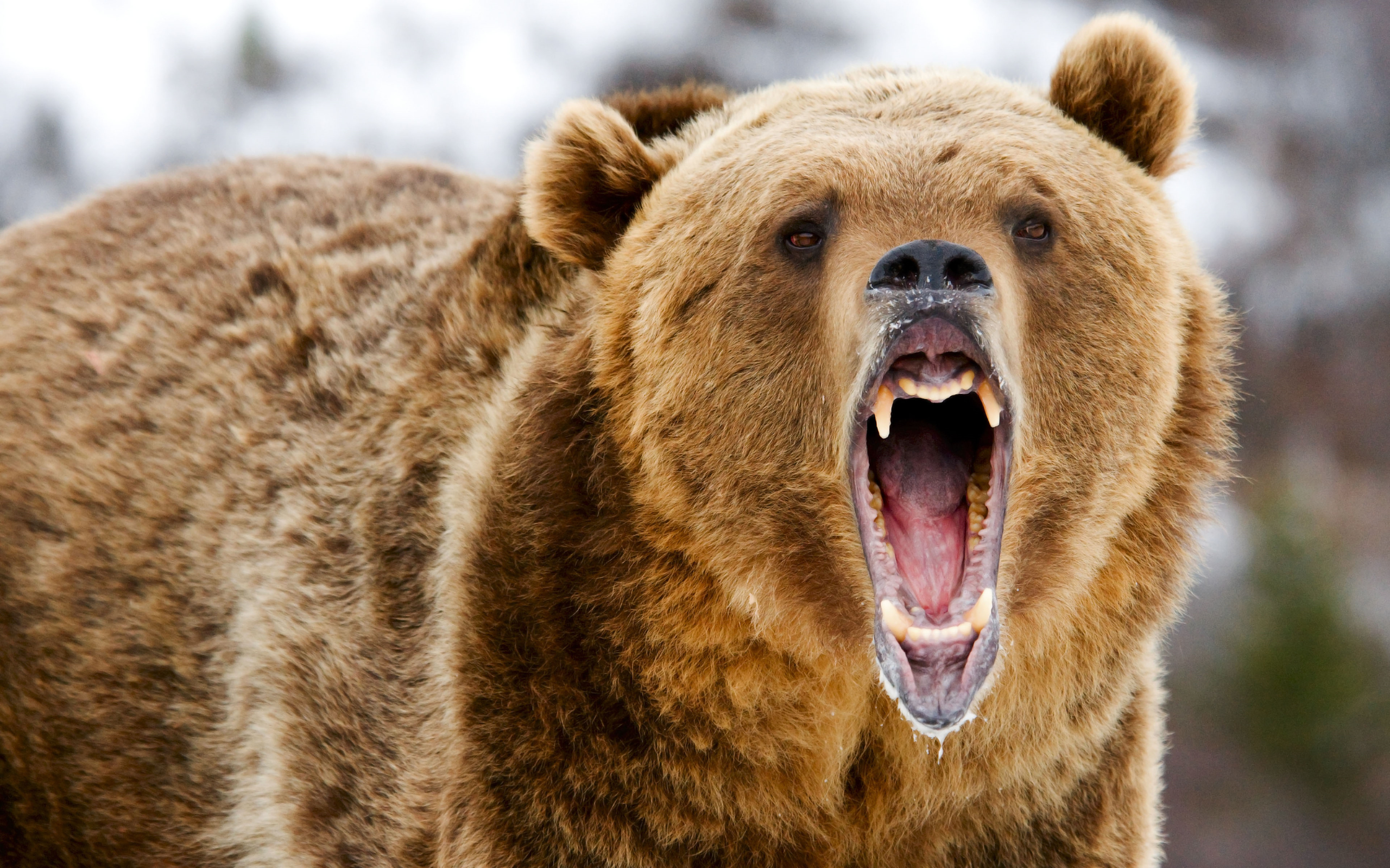 В России пьяница полез к медведю и лишился половины руки: в Сети появилось видео жестокого инцидента