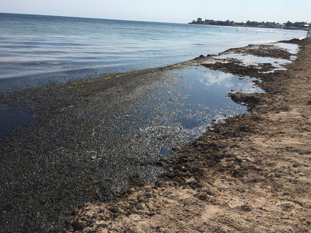 Пляжи Крыма превращаются в зловонные болота - в социальных сетях показали кадры пляжей Евпатории и Феодосии