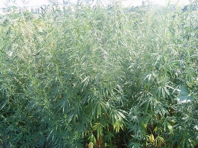 СБУ уничтожила в Донецкой области 4000 м² плантации марихуаны 