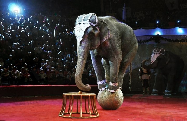 В могилевском цирке с двухметровой высоты рухнул слон
