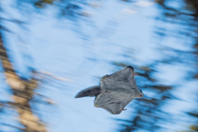 Редкие снимки белок-летяг, сделанные челябинским фотографом