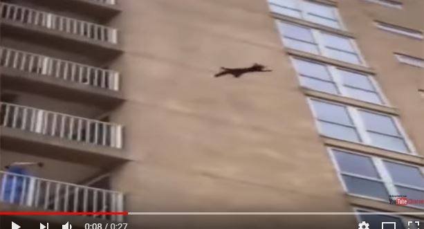 Летящий с девятого этажа енот стал сенсацией в США: кадры, как люди аплодируют выжившему после падения животному