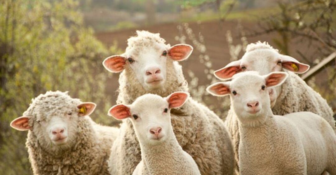 В Лондоне приключился скандал со студентами-ветеринарами: снялись голыми с овцами - фото