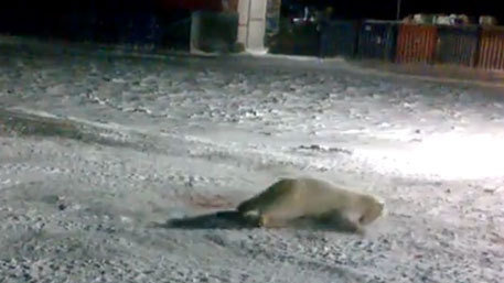 В России повар-полярник ради развлечения взорвал белую медведицу 