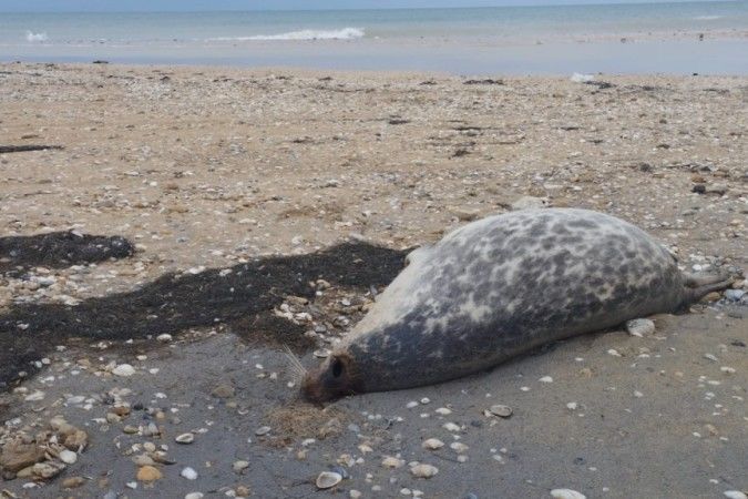 ВС РФ бомбит не только Украину, но и тюленей: Латынина указала причину массовой гибели животных в Каспии