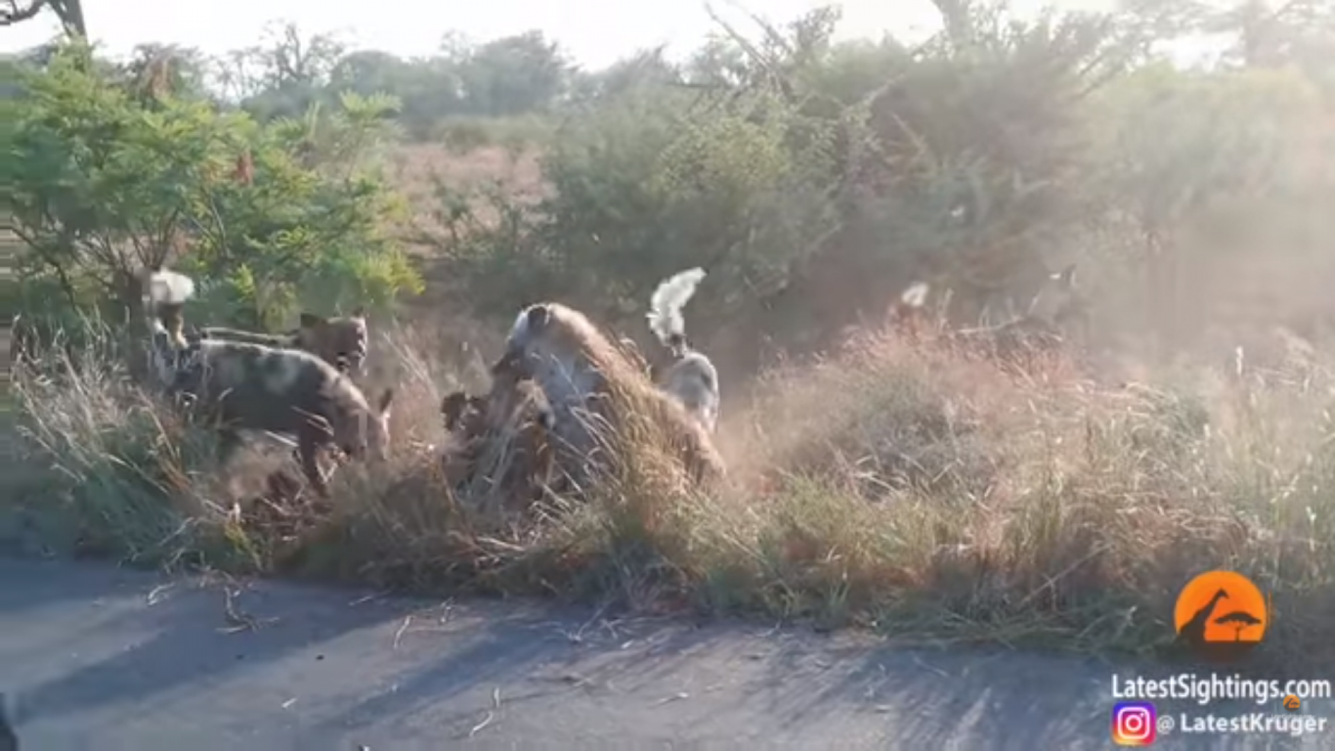 Большая редкость - увидеть такое своими глазами: посетителю парка Крюгера в ЮАР удалось снять уникальную драку собак и гиен за добычу - кадры  
