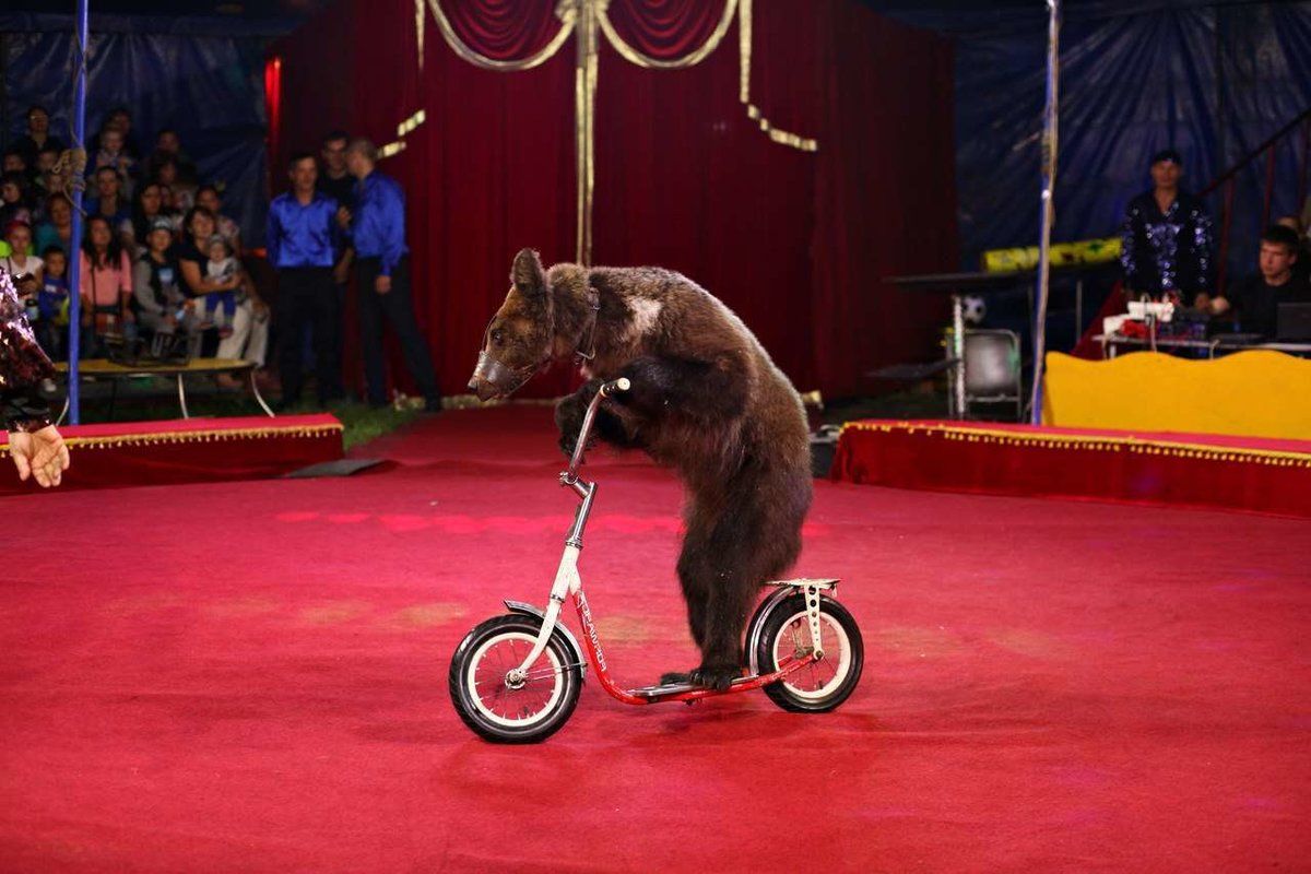 Тройное нападение в цирке: в России медведь атаковал дрессировщиков на выступлении