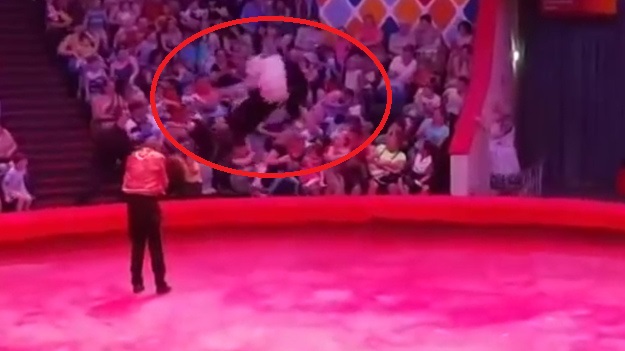 Люди сильно кричали: в российском цирке неуправляемый страус кинулся с манежа на головы зрителей - кадры