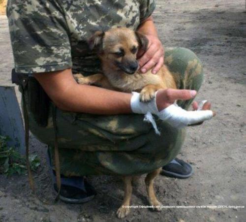 Собака трижды спасла жизнь украинским пограничникам на кпп "Должанский"