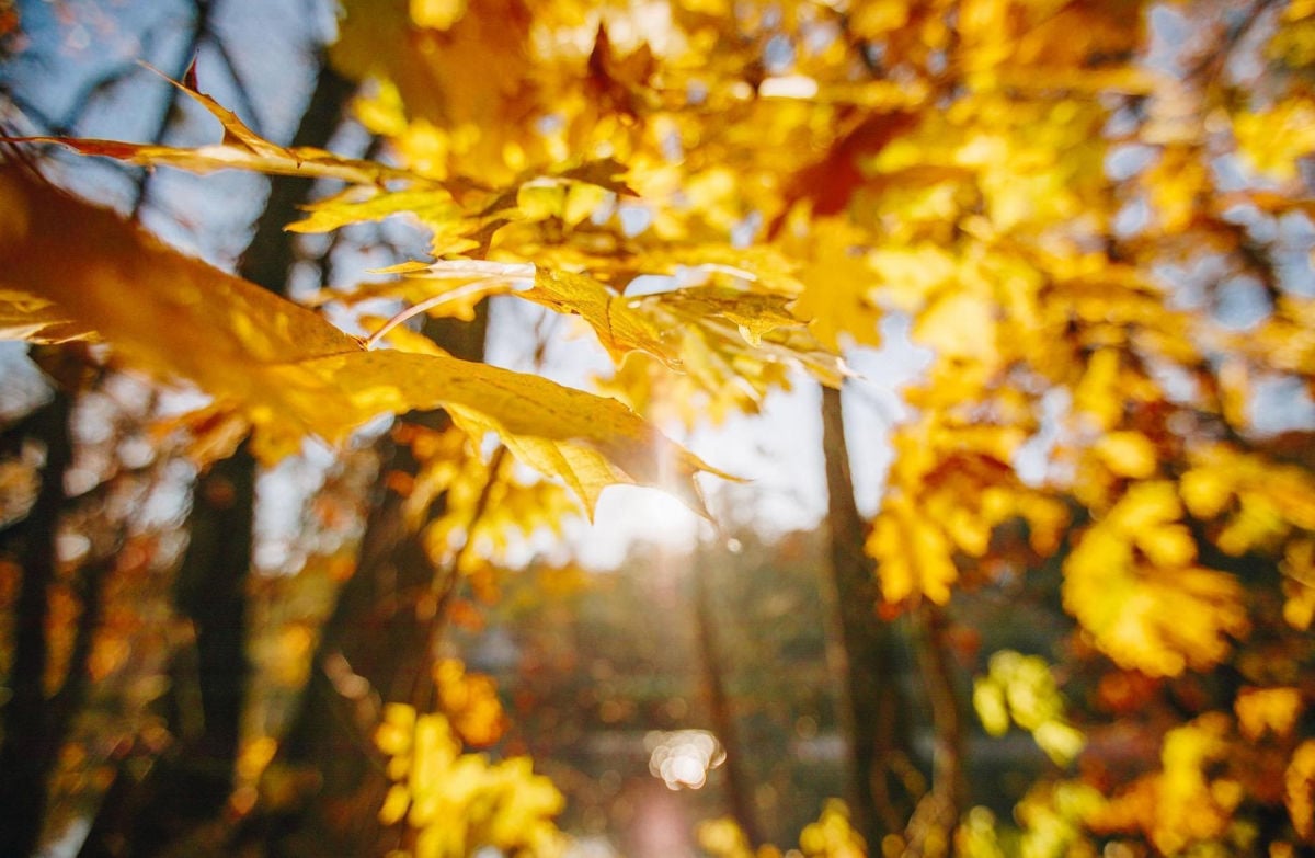 Украину ждет приятный погодный сюрприз: к чему готовиться на стыке октября и ноября