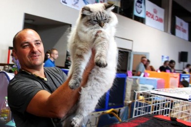 ​На выставке кошек в Тернополе были показаны самые милые домашние питомцы