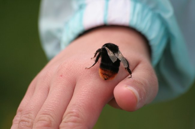 Укус пчелы стал смертельным для пожилого жителя Харьковской области 