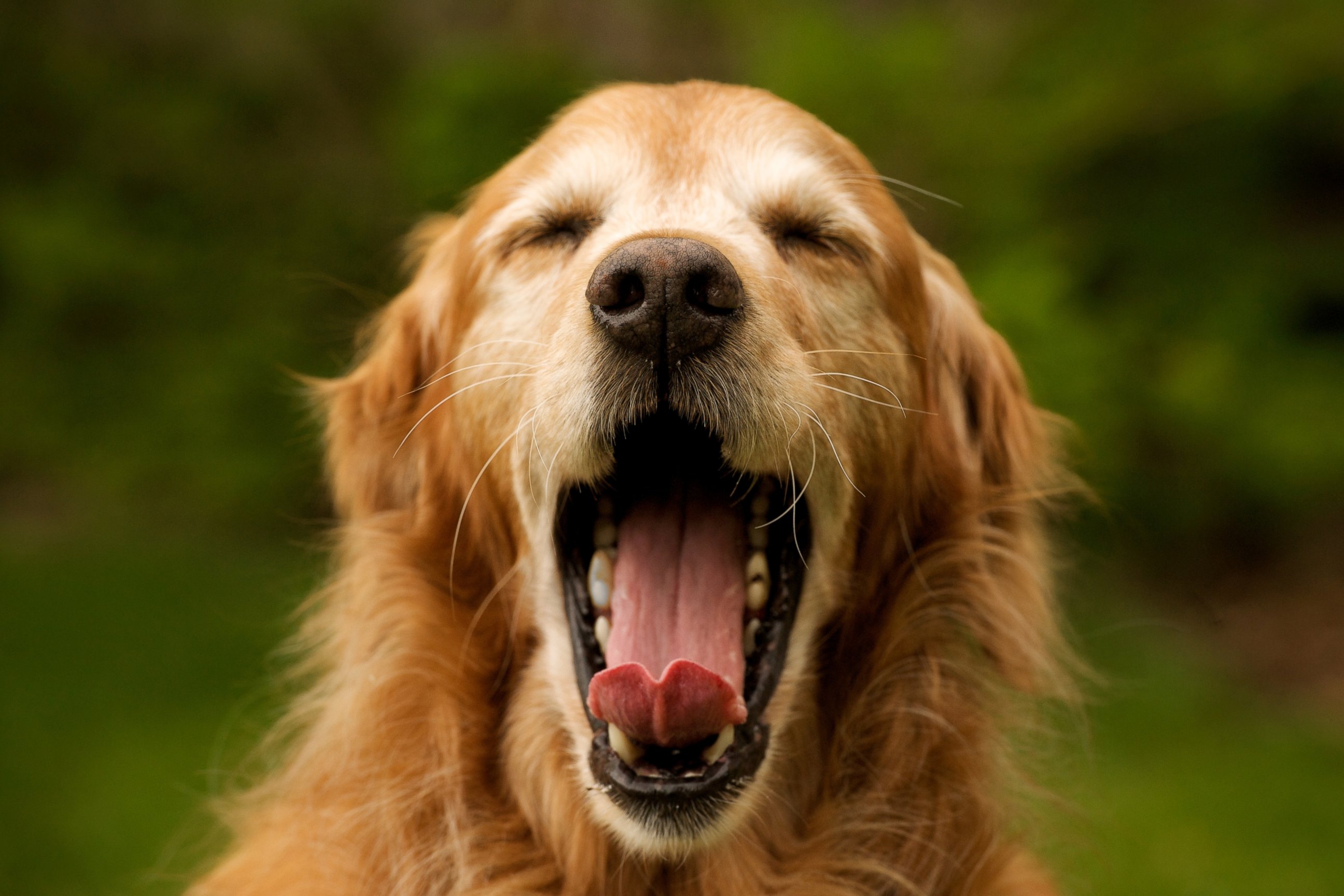 Почему собака часто открывает рот. Собака зевает. Веселая собака. Испуганная собака.