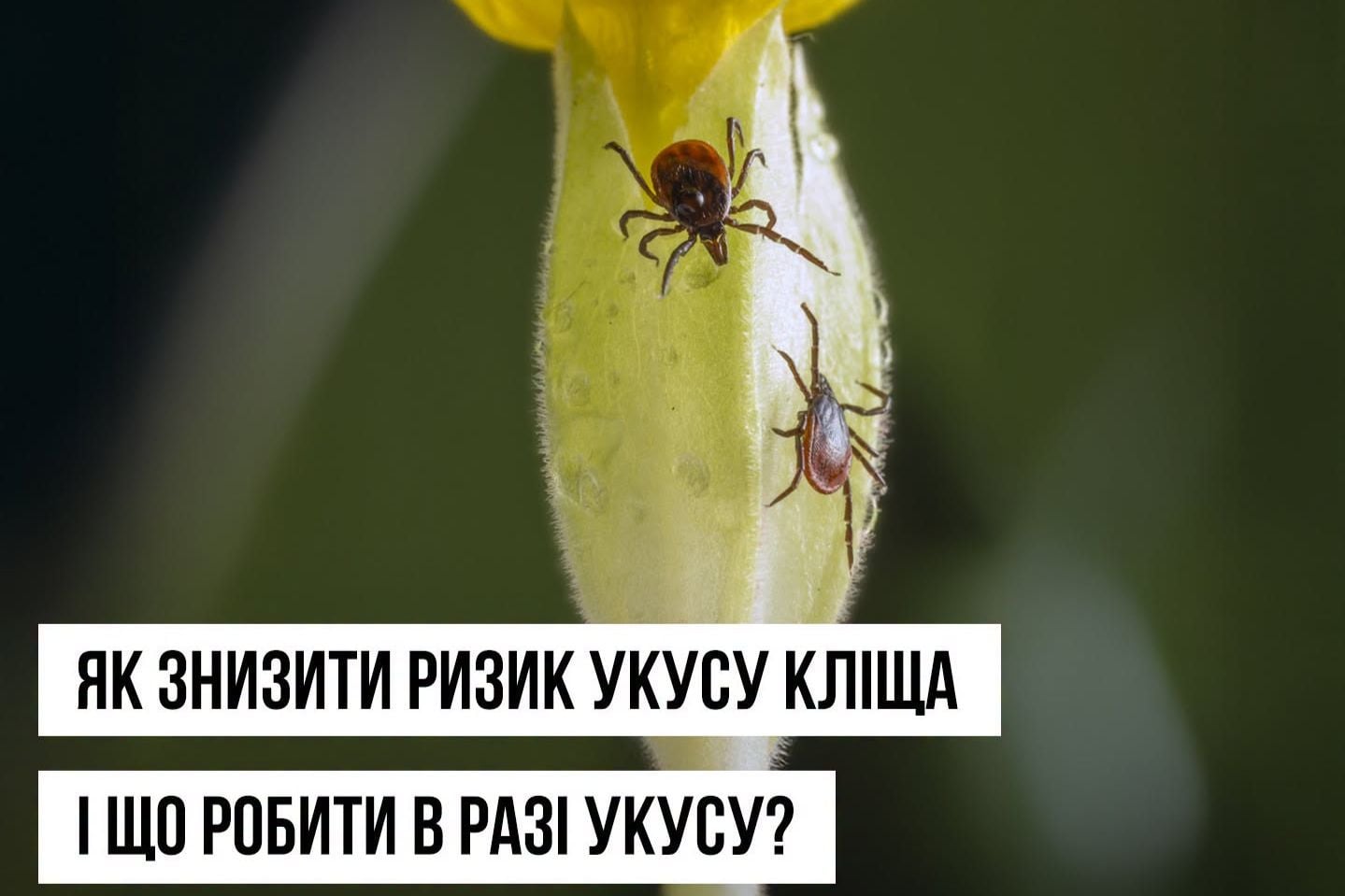 ​Клещи атакуют: как защититься и не пропустить опасный укус