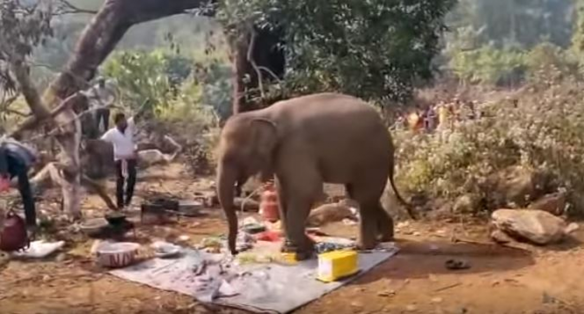 В Индии слоненок Бабло разогнал пикник и отобрал еду у отдыхающих: кадры, как это было