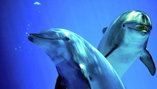 На берегу Крыма найдены сотни убитых осетров и несколько дельфинов: очевидцы в ужасе от увиденного 