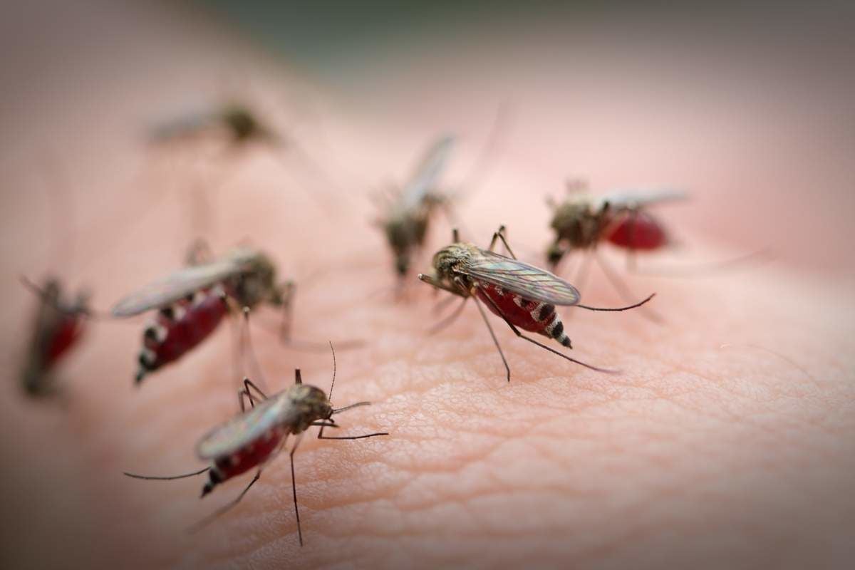 ​"Какое-то нашествие", – Крым заполонили полчища комаров, жители показали масштабы бедствия