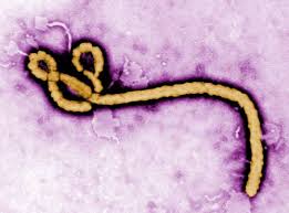 Лихорадка Эбола унесла жизни более 7,3 тысяч человек - ВОЗ