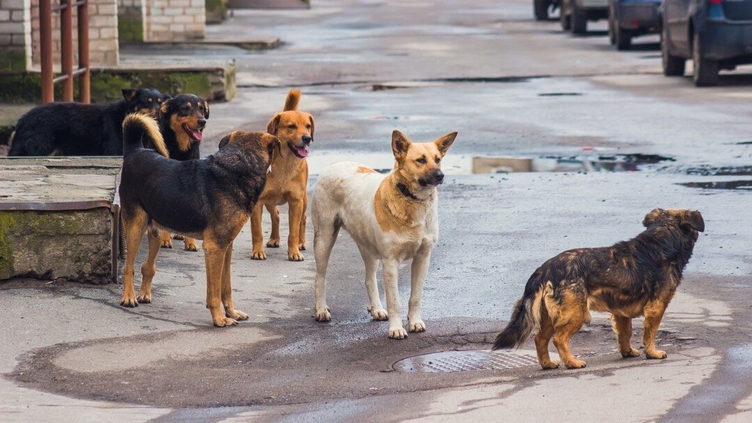 В Мариуполе кризис: растет количество нападений бродячих собак, среди пострадавших есть дети – ЦНС 