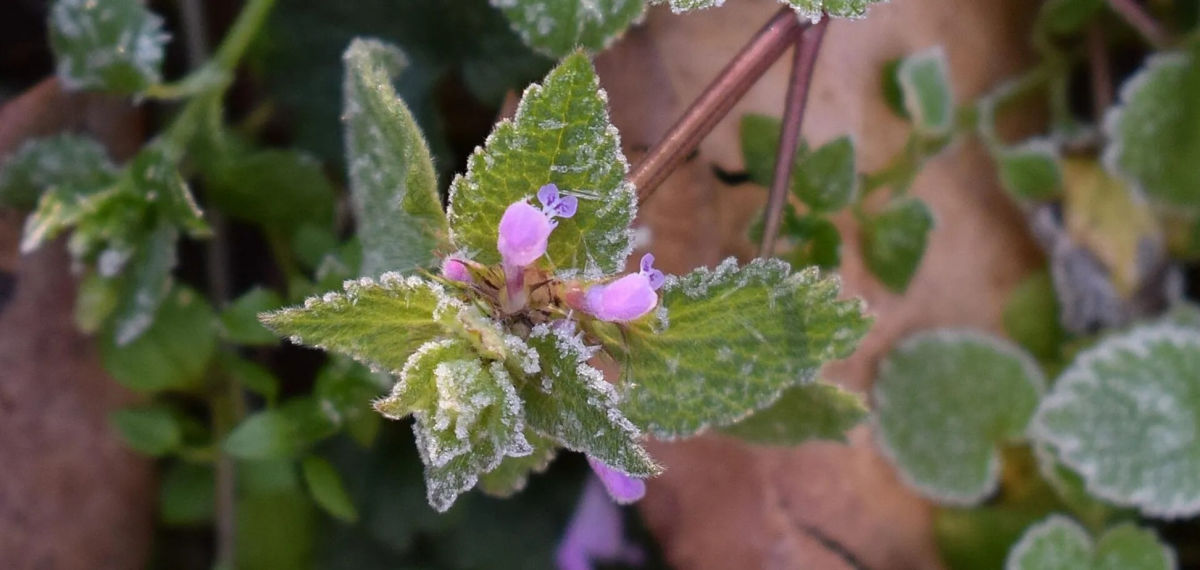 Май начнется с погодных контрастов: что ждать украинцам в первые дни месяца – Укргирометцентр