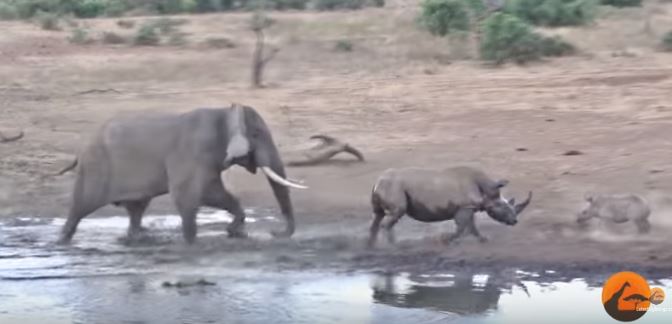  Зрелищная битва слона и носорога попала на видео: стал известен победитель