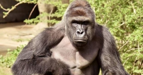 В США сотрудники зоопарка застрелили самца гориллы, в вольер к которому упал 4-летний ребенок: животное протащило ребенка через воду и усадило перед собой