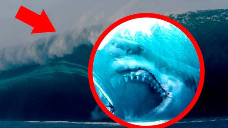 100-килограммовая голова акулы шокировала ученых: научный мир потрясен ЧП у берегов Австралии - фото 