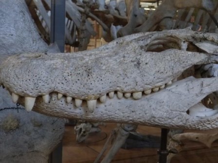 150 миллионов лет: в Германии нашли уникального крокодила 