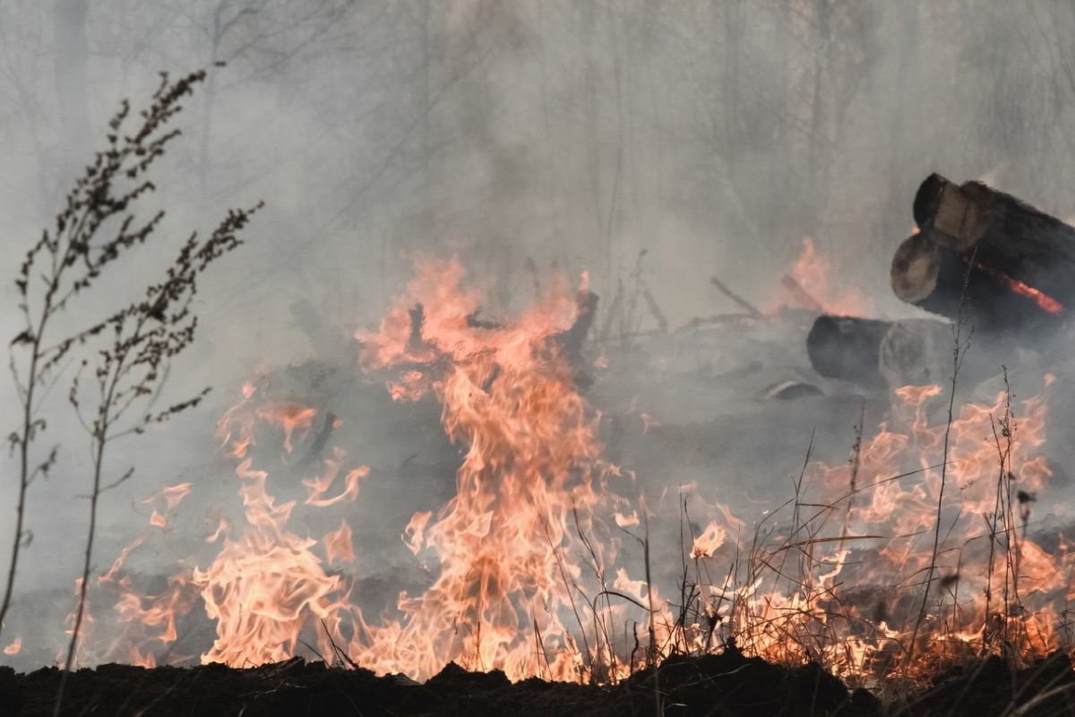 Российские военные подожгли рухнувший на Сахалине Су-35 и спровоцировали масштабный лесной пожар - СМИ
