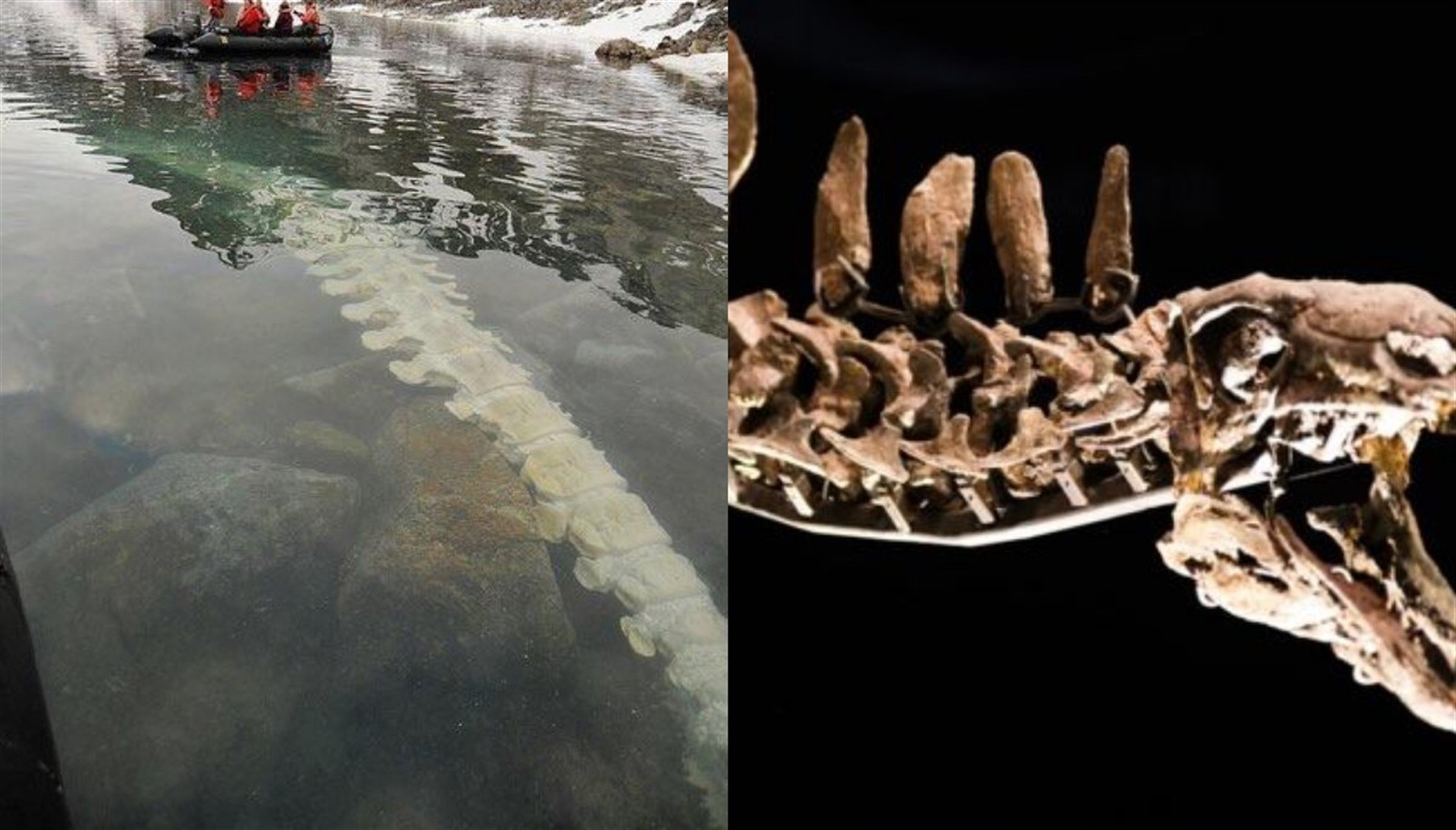 Из глубин Охотского моря выбросило скелет гигантского дракона 