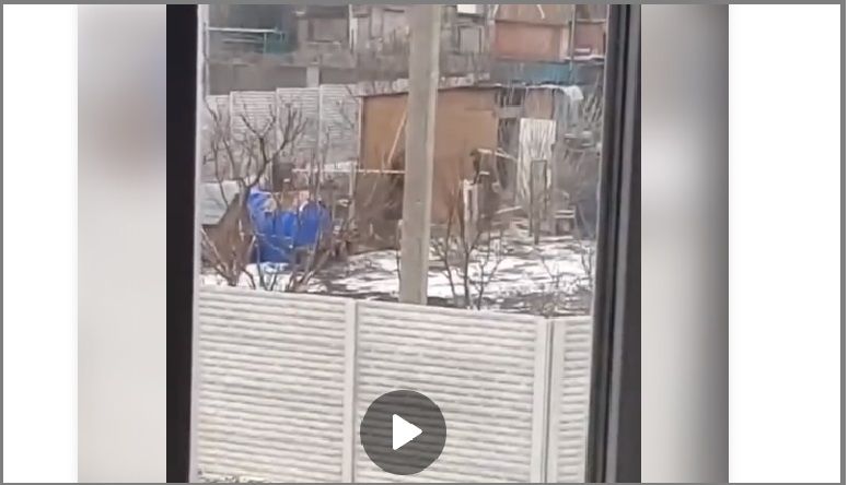 Украинцы сняли видео, как голодные российские оккупанты гоняются за курами в деревне