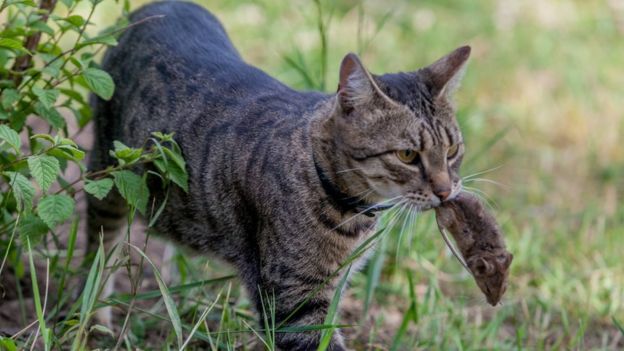 В Беларуси чуть не оштрафовали кошку за охоту на зайцев