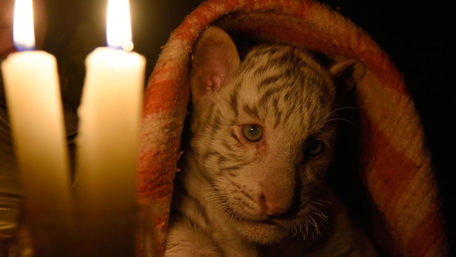 Трагедия в ялтинском зоопарке: от холода умер еще один тигренок